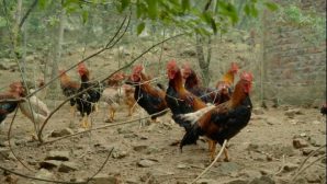 Xây nhà lầu nhờ mô hình nuôi gà đồi