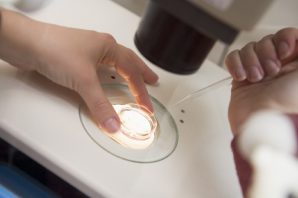 Sản xuất thành công gà giống từ phương pháp thụ tinh nhân tạo tại Phú thọ